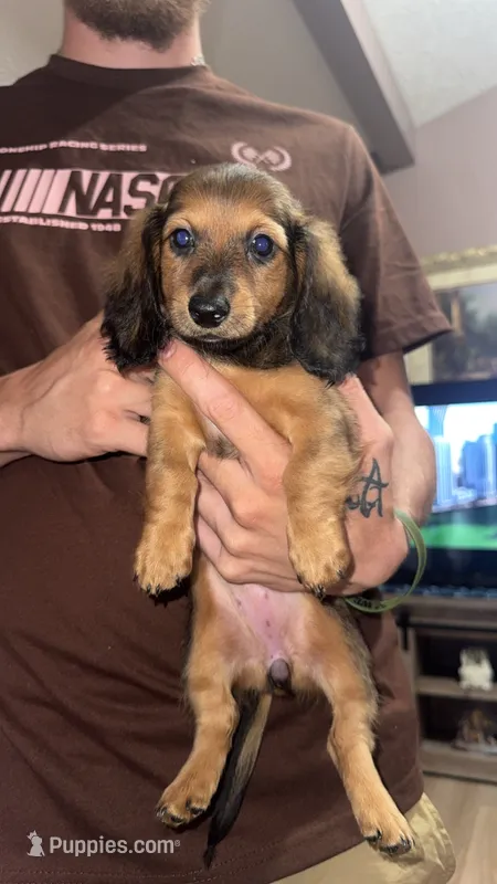 Rosie  – Miniature Dachshund puppy for sale in Mcconnelsville, OH