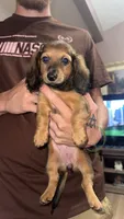 Rosie , a female Miniature Dachshund for sale in Mcconnelsville, OH – 1 of 1