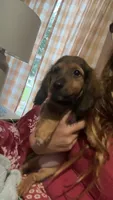 Sue, a female Miniature Dachshund for sale in Mcconnelsville, OH – 1 of 1