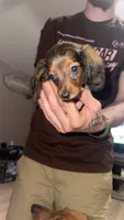 Journey , a female Miniature Dachshund for sale in Mcconnelsville, OH – 2 of 2