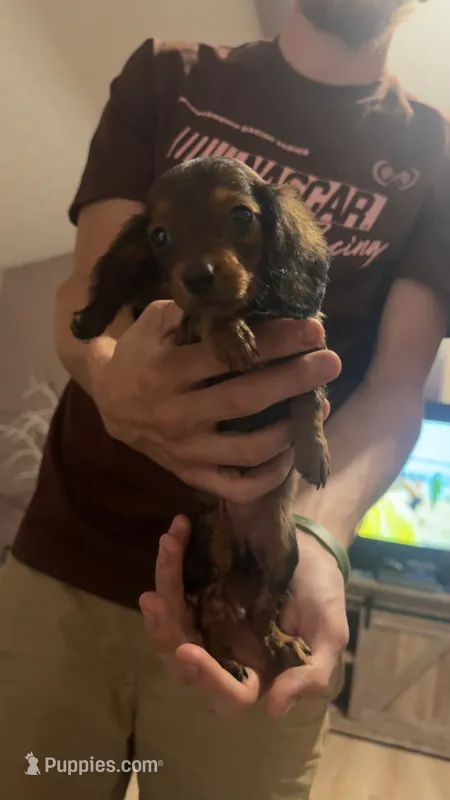 Journey  – Miniature Dachshund puppy for sale in Mcconnelsville, OH