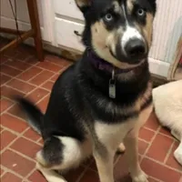 Akela, a female Siberian Husky for sale in Oil City, PA – Photo 1 of 6