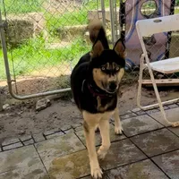 Akela, a female Siberian Husky for sale in Oil City, PA – Photo 2 of 6