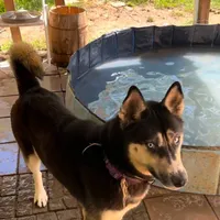Akela, a female Siberian Husky for sale in Oil City, PA – Photo 4 of 6