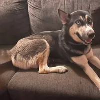 Akela, a female Siberian Husky for sale in Oil City, PA – Photo 5 of 6