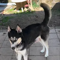 Akela, a female Siberian Husky for sale in Oil City, PA – Photo 3 of 6