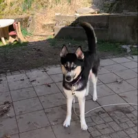 Akela, a female Siberian Husky for sale in Oil City, PA – Photo 6 of 6