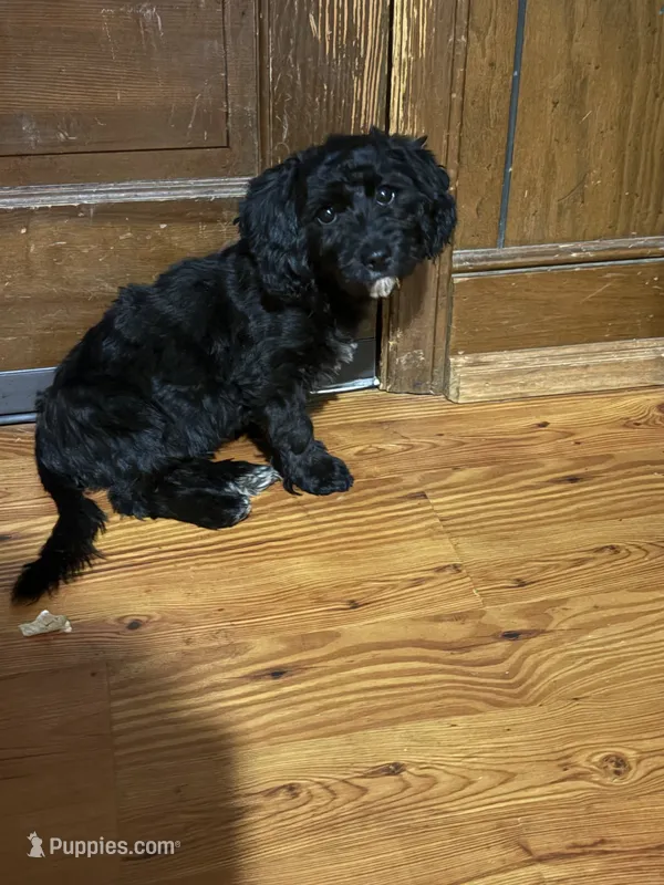 Levi – Yorkipoo puppy for sale in Julian, NC