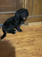 Levi, a male Yorkipoo for sale in Julian, NC – 1 of 2