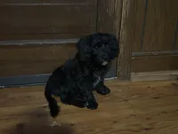Levi, a male Yorkipoo for sale in Julian, NC – 2 of 2