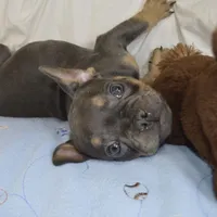 Blue, a male French Bulldog for sale in Pasadena, MD – Photo 1 of 5