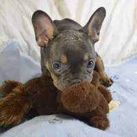 Blue, a male French Bulldog for sale in Pasadena, MD – Photo 2 of 5