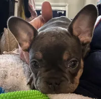 Blue, a male French Bulldog for sale in Pasadena, MD – Photo 1 of 5