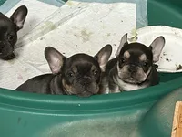 Blue, a male French Bulldog for sale in Pasadena, MD – Photo 2 of 5