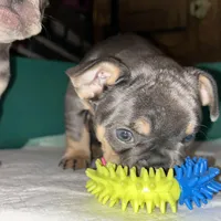 Blue, a male French Bulldog for sale in Pasadena, MD – Photo 5 of 5