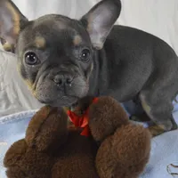 Blue, a male French Bulldog for sale in Pasadena, MD – Photo 3 of 5