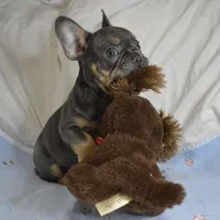 Blue, a male French Bulldog for sale in Pasadena, MD – Photo 4 of 5