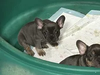 Lady Glitter Sparkles, a female French Bulldog for sale in Pasadena, MD – Photo 3 of 4