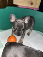 Lady Glitter Sparkles, a female French Bulldog for sale in Pasadena, MD – Photo 4 of 4