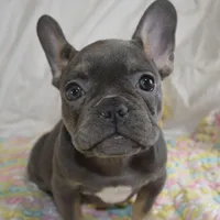 Sparkles, a female French Bulldog for sale in Pasadena, MD – Photo 1 of 7