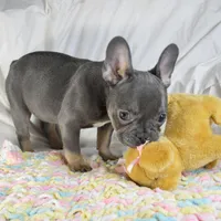 Sparkles, a female French Bulldog for sale in Pasadena, MD – Photo 2 of 7