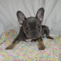 Sparkles, a female French Bulldog for sale in Pasadena, MD – Photo 3 of 7