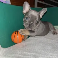 Sparkles, a female French Bulldog for sale in Pasadena, MD – Photo 6 of 7