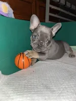 Lady Glitter Sparkles, a female French Bulldog for sale in Pasadena, MD – Photo 1 of 4