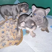 Sparkles, a female French Bulldog for sale in Pasadena, MD – Photo 7 of 7