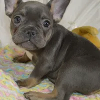 Sparkles, a female French Bulldog for sale in Pasadena, MD – Photo 4 of 7