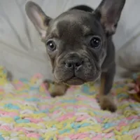 Sparkles, a female French Bulldog for sale in Pasadena, MD – Photo 5 of 7