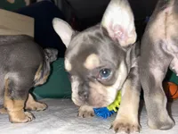 Pretzel Paws, a female French Bulldog for sale in Pasadena, MD – Photo 1 of 6