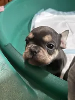 Pretzel Paws, a female French Bulldog for sale in Pasadena, MD – Photo 5 of 6