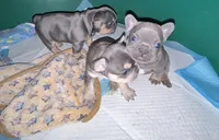 Pretzel Paws, a female French Bulldog for sale in Pasadena, MD – Photo 2 of 6