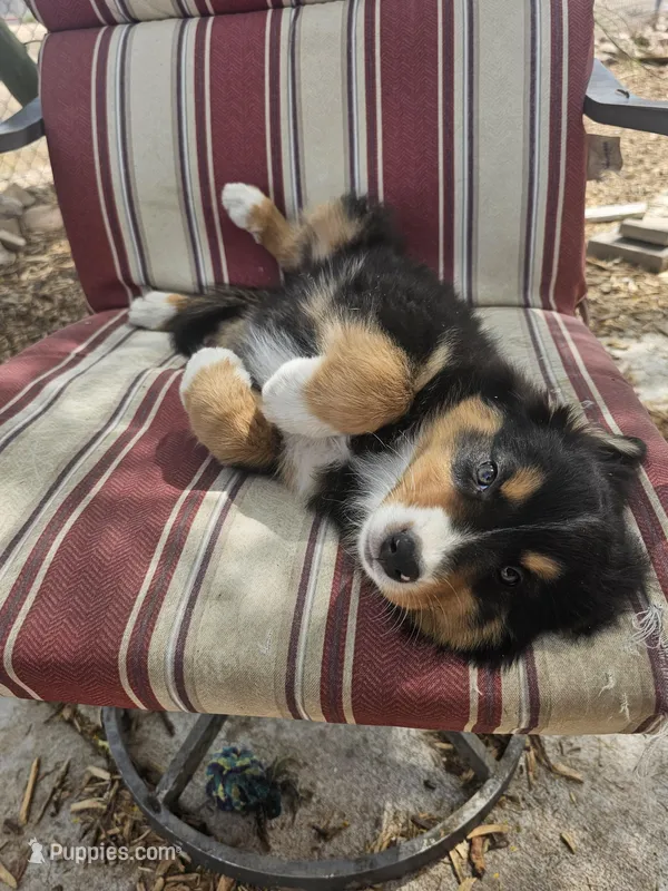 Hawkins – Australian Shepherd puppy for sale in Phoenix, AZ