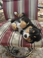 Hawkins, a female Australian Shepherd for sale in Phoenix, AZ – Photo 1 of 7