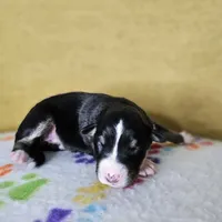 Hawkins, a female Australian Shepherd for sale in Phoenix, AZ – Photo 7 of 7