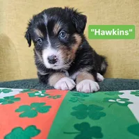 Hawkins, a female Australian Shepherd for sale in Phoenix, AZ – Photo 2 of 7