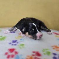 Hawkins, a female Australian Shepherd for sale in Phoenix, AZ – Photo 4 of 7