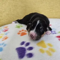 Hawkins, a female Australian Shepherd for sale in Phoenix, AZ – Photo 6 of 7