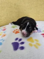 processed/6334c06e-d379-42f4-942c-b85e684c3d2f/listing/11ffe1e2-5154-4a42-b576-9bc96c60836e/72127d6c-d891-4e9c-ad20-1ee3165524c6