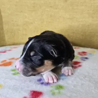 Hawkins, a female Australian Shepherd for sale in Phoenix, AZ – Photo 5 of 7