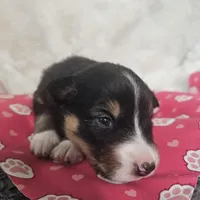 Hawkins, a female Australian Shepherd for sale in Phoenix, AZ – Photo 3 of 7