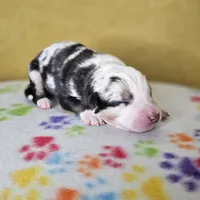 Wheeler, a male Australian Shepherd for sale in Phoenix, AZ – Photo 5 of 7