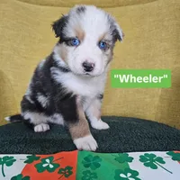 Wheeler, a male Australian Shepherd for sale in Phoenix, AZ – Photo 2 of 7