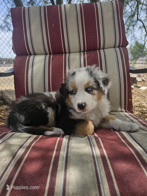 Wheeler – Australian Shepherd puppy for sale in Phoenix, AZ