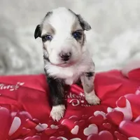 Wheeler, a male Australian Shepherd for sale in Phoenix, AZ – Photo 3 of 7