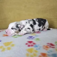 Wheeler, a male Australian Shepherd for sale in Phoenix, AZ – Photo 7 of 7