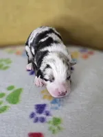 processed/6334c06e-d379-42f4-942c-b85e684c3d2f/listing/507906bf-346f-4c00-bd7f-b55bf15859fd/c2641de3-b2fd-49e8-aad4-66bf003a11c8