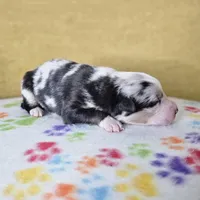 Wheeler, a male Australian Shepherd for sale in Phoenix, AZ – Photo 4 of 7